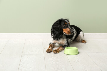 Cute cocker spaniel with feeding bowl near green wall