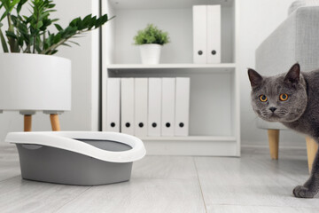 Cute British Shorthair cat with litter box at home