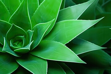 Green Gradient Agave Attenuata Cactus Plant Texture: A Vibrant Organic Prism