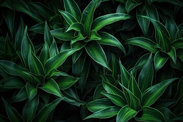 Fototapeta premium Jungle Mood: Detailed Texture of Dark Green Agave Attenuata Cactus Plant