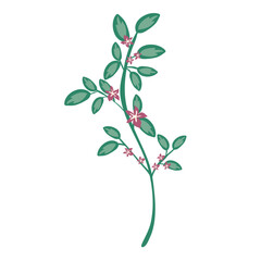 wild flower illustration