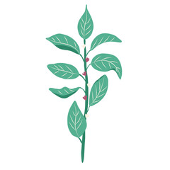 wild flower illustration