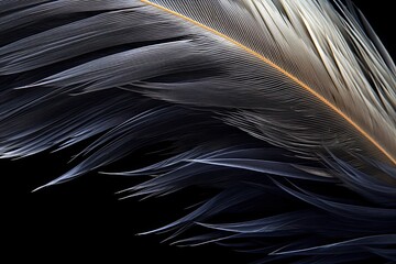 Phantom Feathers: Black Feather Closeup - Abstract Background Image