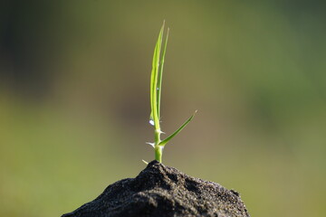 Growing plant with a natural background