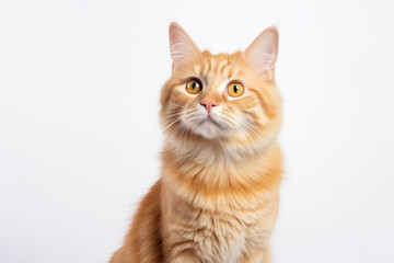 Naklejka na ściany i meble Portrait of a beautiful cute orange cat isolated on white background