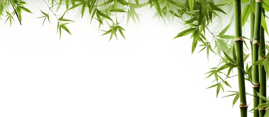 Obraz premium An isolated plant made of bamboo