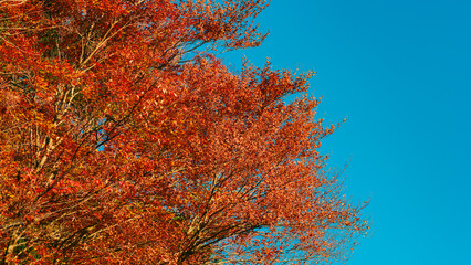 赤く紅葉した木の葉　秋