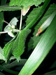 green macro leaf,Green leaves with black background