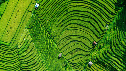 A View Of Green Paddy From Above