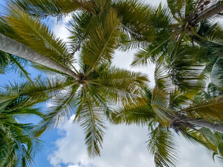 Palm trees over sky