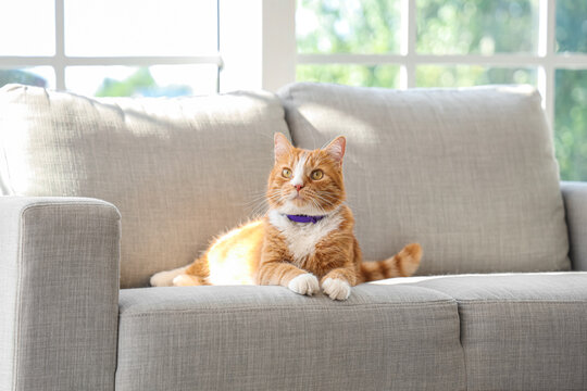 Cute cat lying on sofa at home