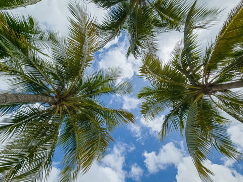 Palm trees over sky