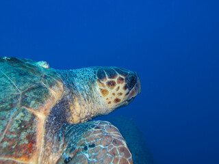 Sea turtle Caretta caretta