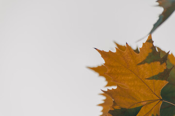Background of plane tree leaves,Autumn concept