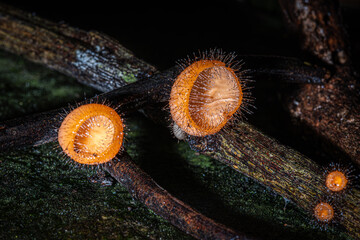 Cup fungi which may be found in Thailand, Selective Focus