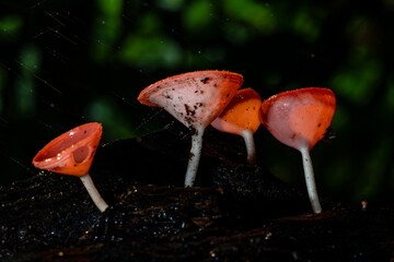Red Cup fungi which may be found in Thailand, Selective Focus