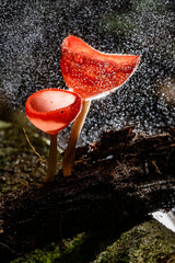 Red Cup Fungi and The Drizzle, Selective Focus, found in Thailand