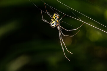 yellow garden spider,  large, orb-weaving arachnids, Thailand, selective focus