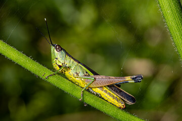 green glasshopper on the stem.