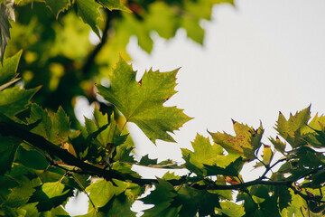 Background of plane tree leaves,Autumn concept