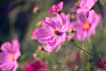 Beautiful light with pink cosmos bipinnatus flowers field