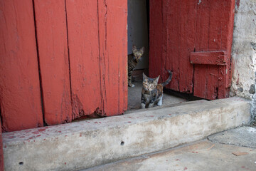 a young cat and his mom inside a house