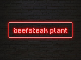 beefsteak plant のネオン文字