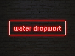 water dropwort のネオン文字