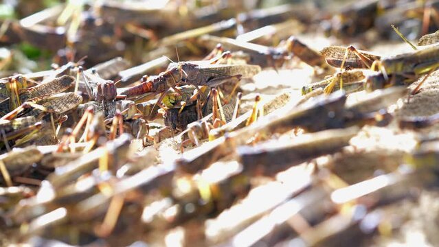 Grasshoppers are mating and laying eggs.