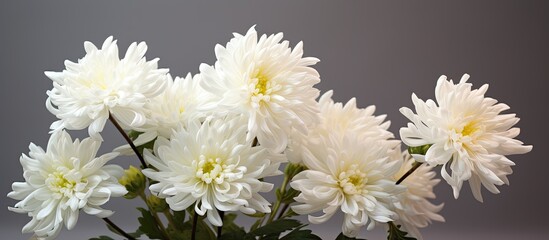 Obraz premium Chrysanthemums of a white color blossoming in autumn