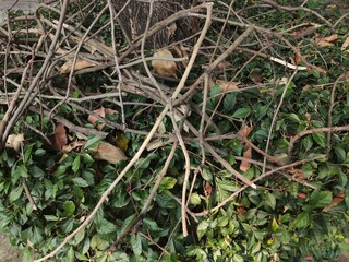 A pile of tree branches left lying around waiting to be cleared by the gardener