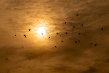 silhouette of asian openbilled flying, sunset sky.