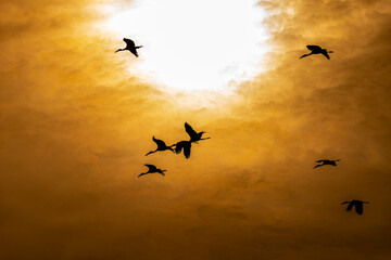silhouette of asian openbilled flying, sunset sky.