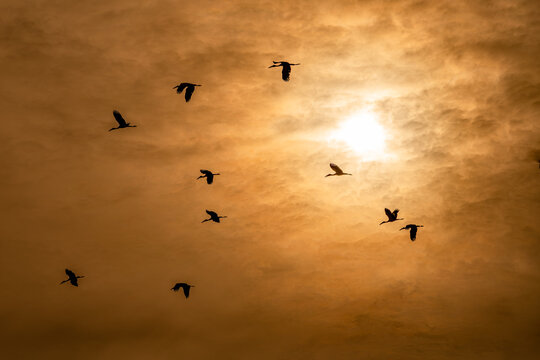 silhouette of asian openbilled flying, sunset sky.
