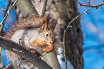 Fototapeta premium The squirrel with nut sits on tree in the winter or late autumn