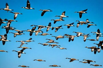 A breathtaking scene of a large flock of Canada Geese in migratory flight, against a backdrop of a clear, azure sky