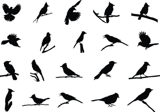 Blue jay silhouette, Blue jay birds silhouette, Birds silhouette, Blue jay Svg, Blue jay vector illustration