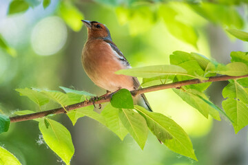 Common chaffinch, Fringilla coelebs, sits on a branch in spring on green background. Common chaffinch in wildlife.