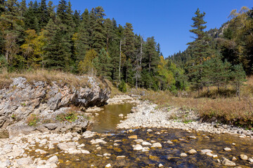 shallow riverbed with a rocky bottom on a sunny day, autumn golden hue in the water.