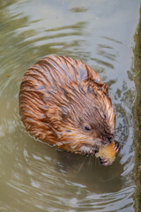 Wild animal Muskrat, Ondatra zibethicuseats, eats on the river bank