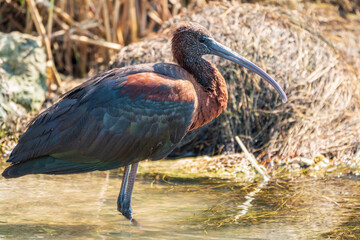 The glossy ibis, latin name Plegadis falcinellus, searching for food in the shallow lagoon.