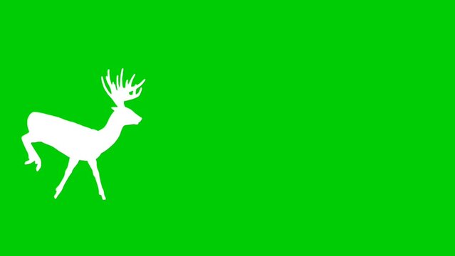 Red deer silhouette, running on the green screen