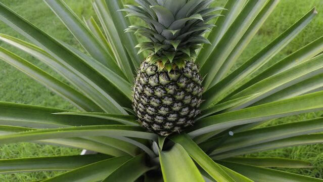 Fresh Pineapple fruit and plant - tropical sweet and sour fruit