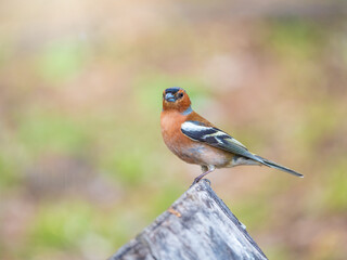 Common chaffinch, Fringilla coelebs, sits on a tree. Common chaffinch in wildlife.