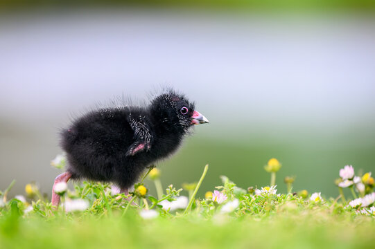 Pukeko chick flapping wings and walking among wildflowers with a smooth nature background. Auckland.