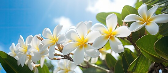 Closeup of blooming white plumeria flowers on a sunny day with a focus on selected blooms