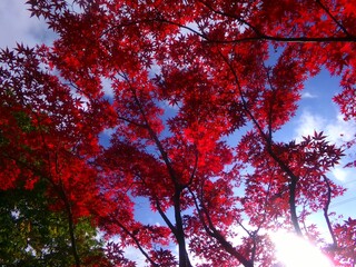 平岡樹芸センターのノムラモミジ