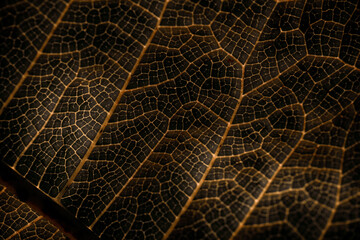 Close-up photo of leaf venetion that creates an interesting artistic pattern