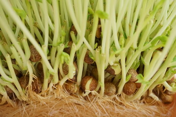 再生栽培中の豆苗の根本のアップ2