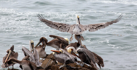 Landing pelican causing mayhem on rock on the central coast of Cambria California United States